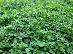 Iron Clay Cow Peas
